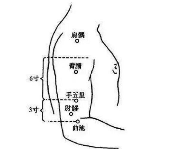 魟魚打針位置圖