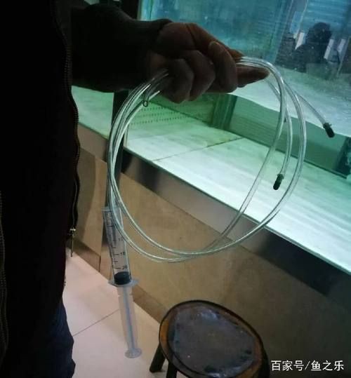 魟魚打針位置圖