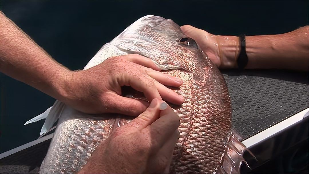 魟魚打針位置圖