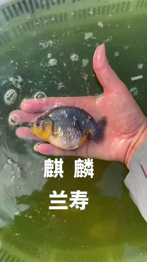 麒麟蘭壽金魚的價格是多少? 2025長城杯龍魚大賽 第4張 麒麟蘭壽金魚的價格是多少? 麒麟蘭壽金魚的價格是多少? 2025長城杯龍魚大賽 第4張