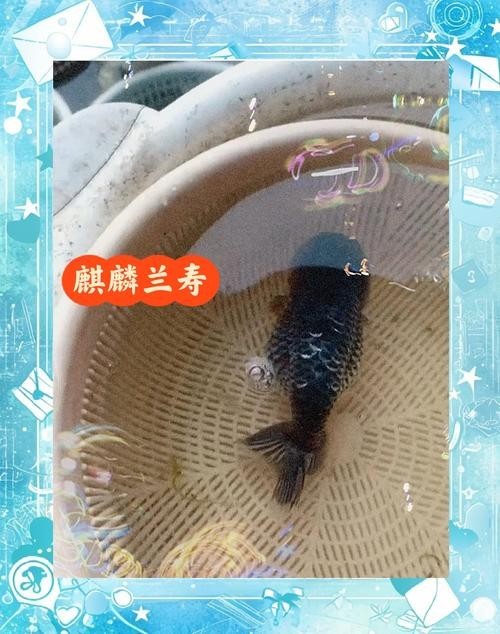 麒麟蘭壽金魚的價格是多少？