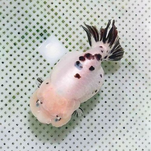 麒麟蘭壽金魚的價格是多少? 2025長城杯龍魚大賽 第8張 麒麟蘭壽金魚的價格是多少? 麒麟蘭壽金魚的價格是多少? 2025長城杯龍魚大賽 第8張