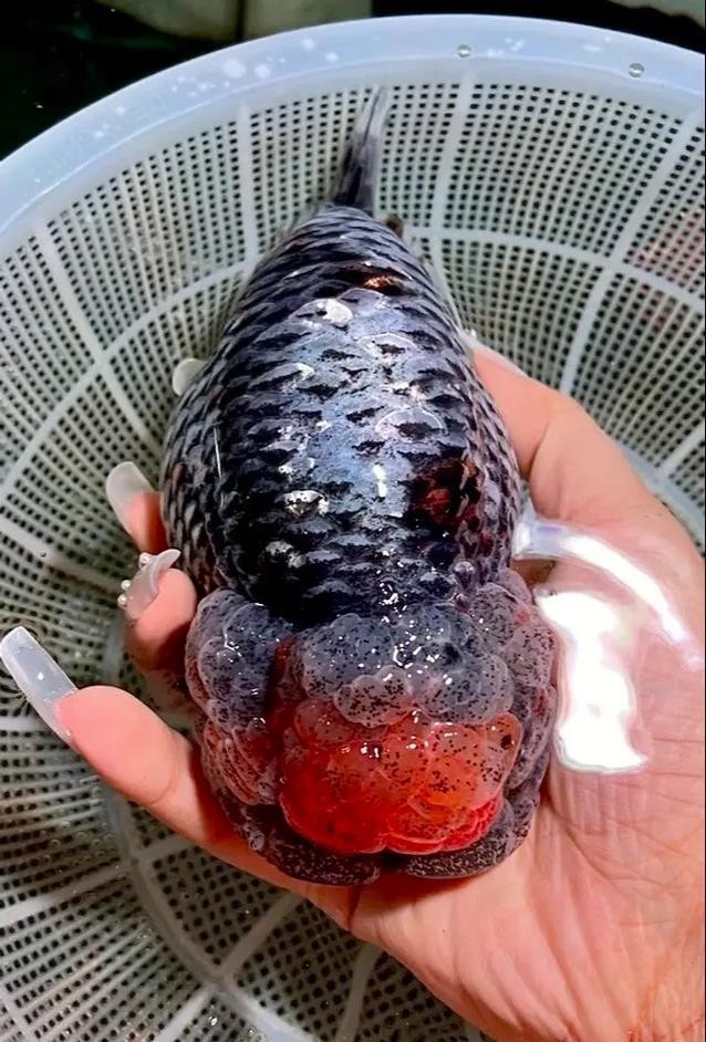 麒麟蘭壽金魚的價格是多少？