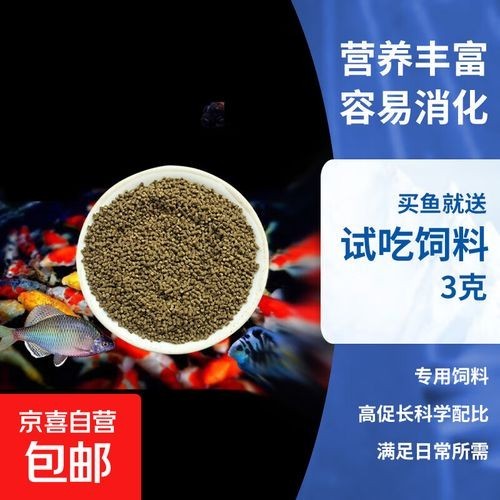 麒麟蘭壽金魚的價格是多少? 2025長城杯龍魚大賽 第7張 麒麟蘭壽金魚的價格是多少? 麒麟蘭壽金魚的價格是多少? 2025長城杯龍魚大賽 第7張