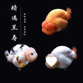 麒麟蘭壽金魚的價格是多少? 2025長城杯龍魚大賽 第13張 麒麟蘭壽金魚的價格是多少? 麒麟蘭壽金魚的價格是多少? 2025長城杯龍魚大賽 第13張