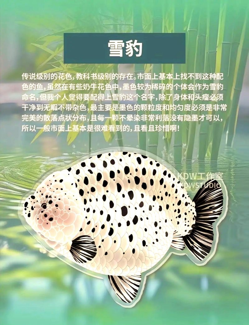 麒麟蘭壽金魚的價格是多少? 2025長城杯龍魚大賽 第10張 麒麟蘭壽金魚的價格是多少? 麒麟蘭壽金魚的價格是多少? 2025長城杯龍魚大賽 第10張