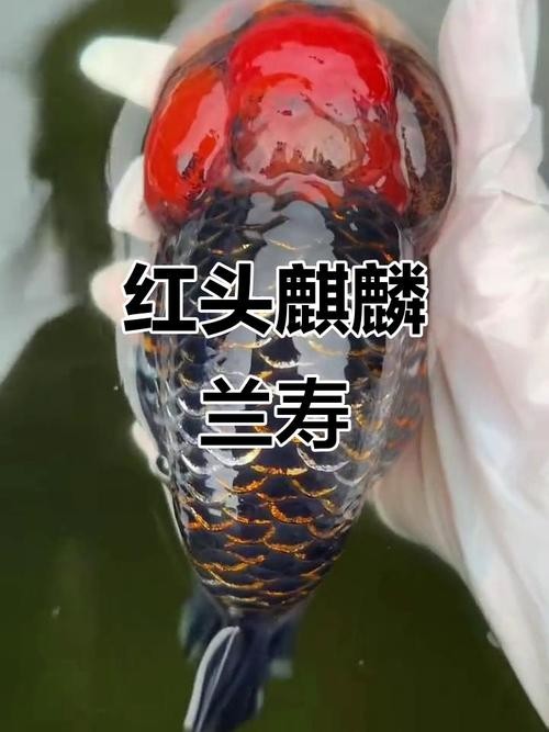 麒麟蘭壽金魚的價格是多少？