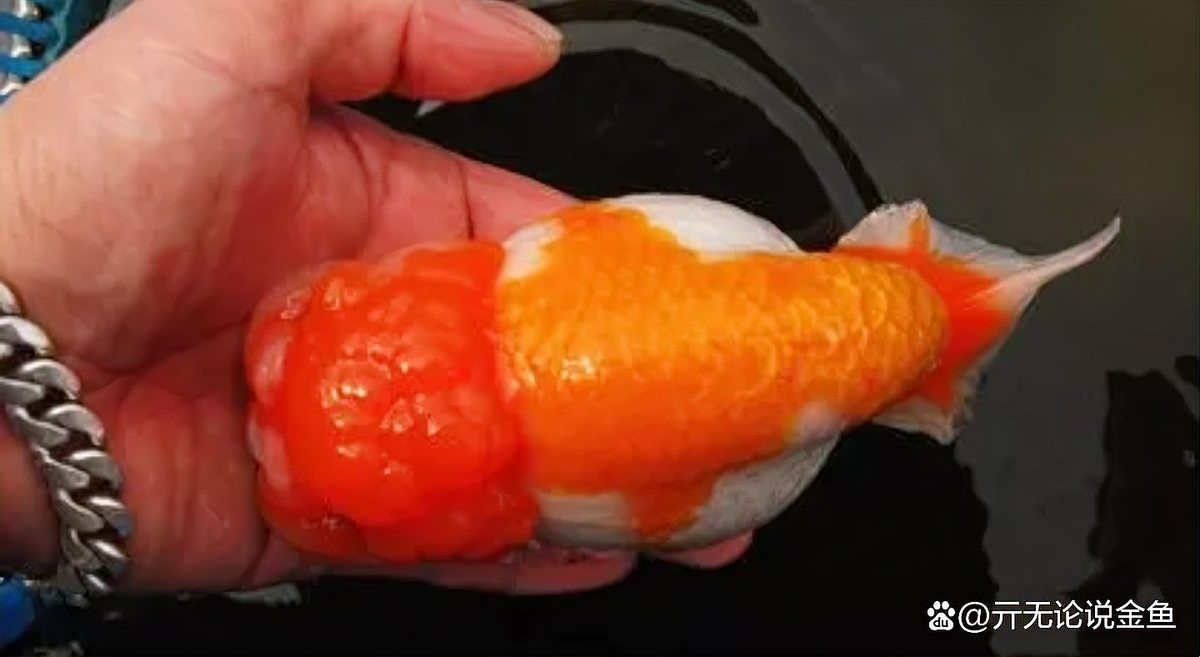 麒麟蘭壽金魚的價格是多少? 2025長城杯龍魚大賽 第11張 麒麟蘭壽金魚的價格是多少? 麒麟蘭壽金魚的價格是多少? 2025長城杯龍魚大賽 第11張