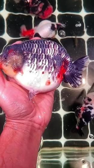 麒麟蘭壽金魚的價格是多少? 2025長城杯龍魚大賽 第6張 麒麟蘭壽金魚的價格是多少? 麒麟蘭壽金魚的價格是多少? 2025長城杯龍魚大賽 第6張