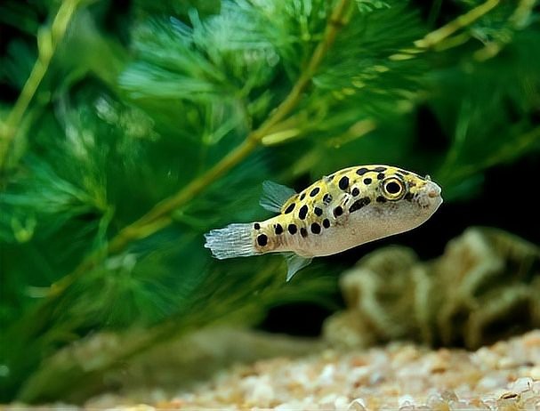 潛水艇河豚飼養方法