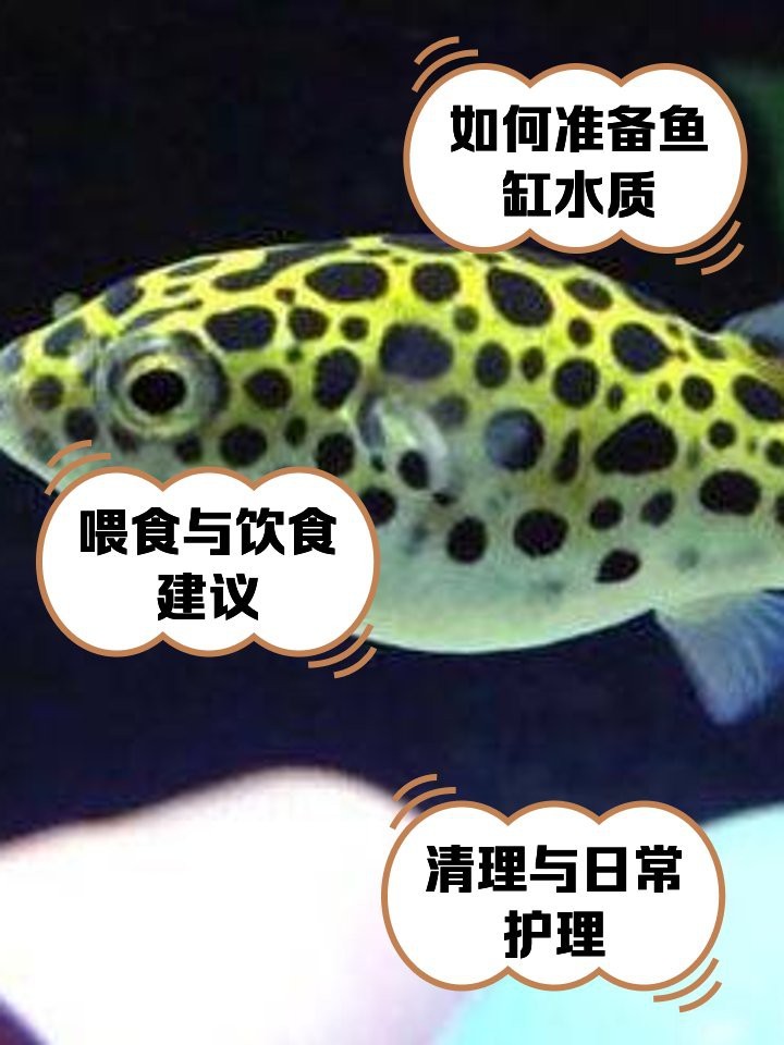 潛水艇河豚飼養方法
