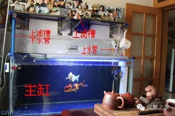 府谷縣小呲牙水族店