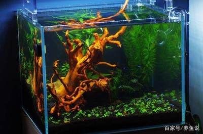 魚缸老水是什么樣的圖片：魚缸老水對魚健康的影響，