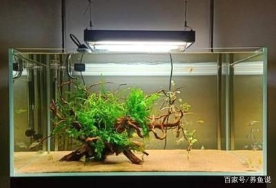 魚缸老水是什么樣的圖片：魚缸老水對魚健康的影響，