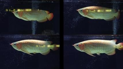 和龍魚價錢差不多的魚 黃化銀龍魚價格和紅龍那個好(黃化金龍魚多少錢) 銀龍魚百科 黃化銀龍魚價格和紅龍那個好(黃化金龍魚多少錢) 黃化銀龍魚價格和紅龍那個好(黃化金龍魚多少錢) 銀龍魚百科