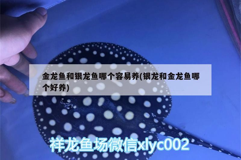 金龍魚和銀龍魚哪個容易養(銀龍和金龍魚哪個好養)