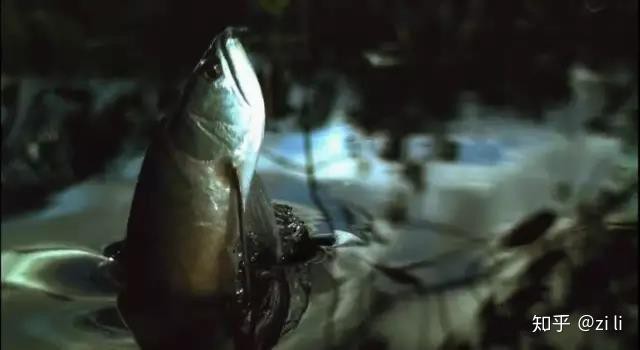 觀賞魚(yú)銀龍魚(yú)圖片大全