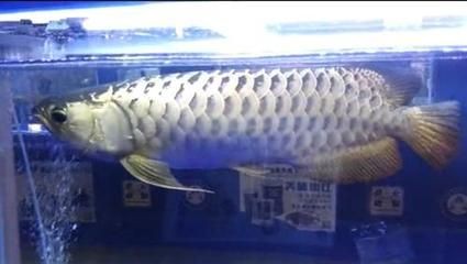 廣州變異鳳凰龍魚：變異鳳凰龍魚被廣州土豪收入囊中