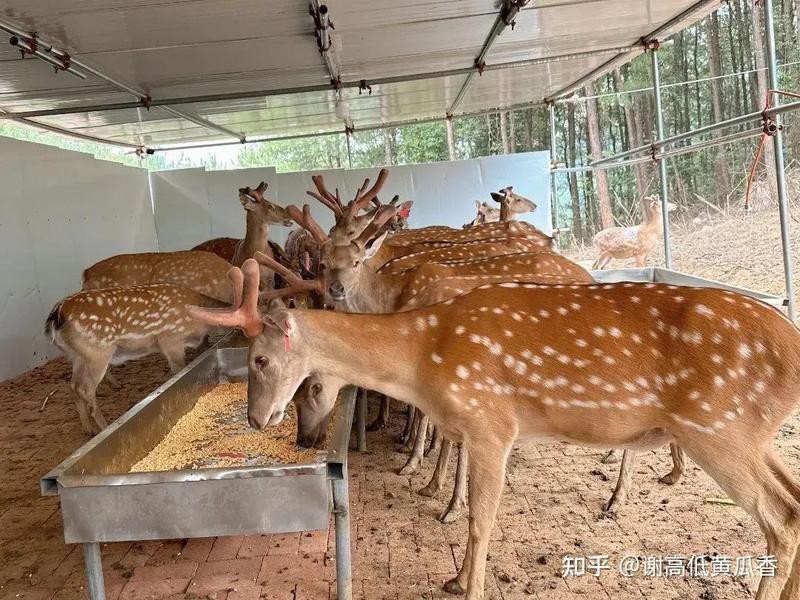 能給出更多雙龍共養成功的案例嗎？