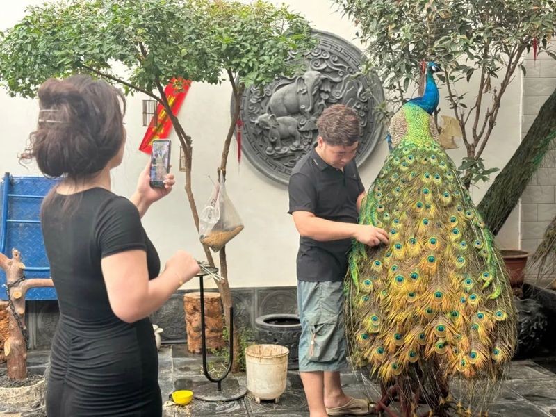 能給出更多雙龍共養成功的案例嗎？