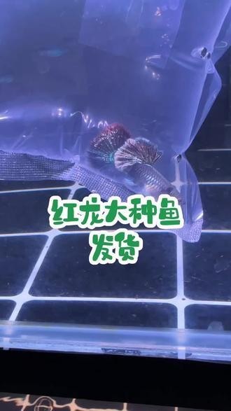B過金龍魚何時能亮滿5排？，b過金龍魚亮排后如何保養？