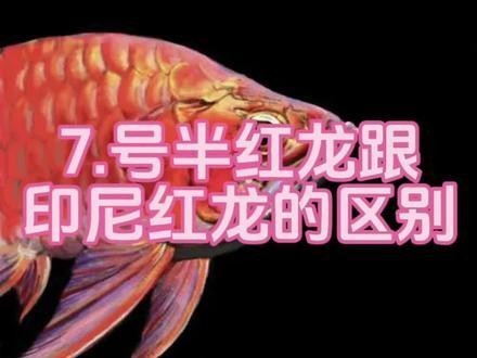 紅龍魚貼吧最新消息今天視頻播放 紅龍魚貼吧最新消息今天視頻播放 2025長城杯龍魚大賽 第3張