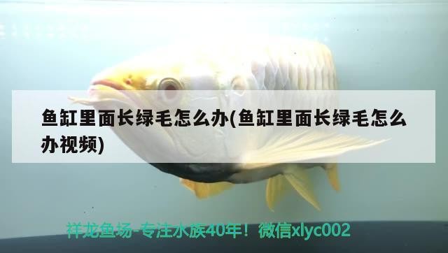 銀龍魚鼻子爛怎么處理好的（龍魚鼻子爛還能恢復(fù)么）