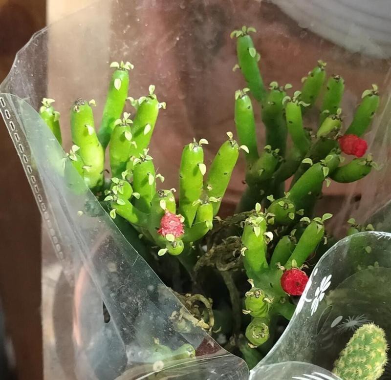 深圳最大觀賞魚市場