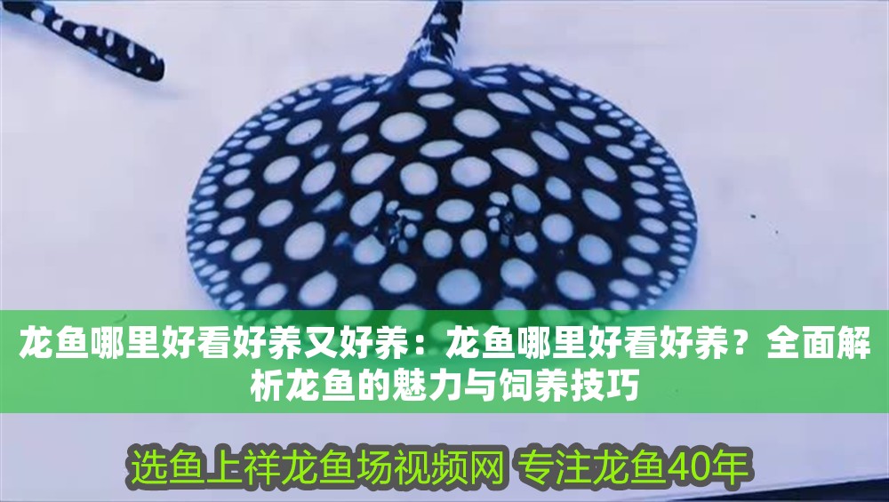 龍魚哪里好看好養又好養：龍魚哪里好看好養？全面解析龍魚的魅力與飼養技巧