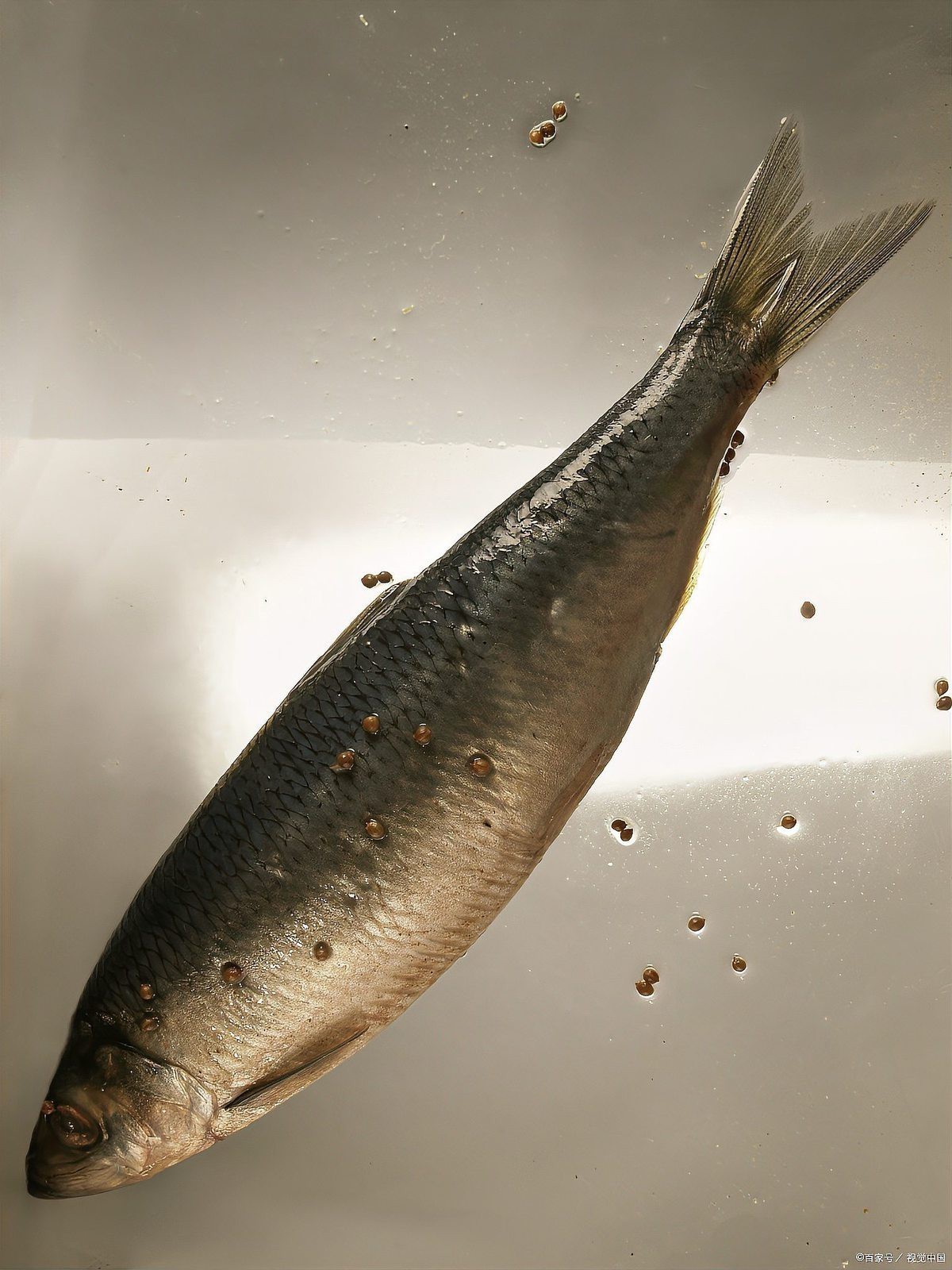鰩魚