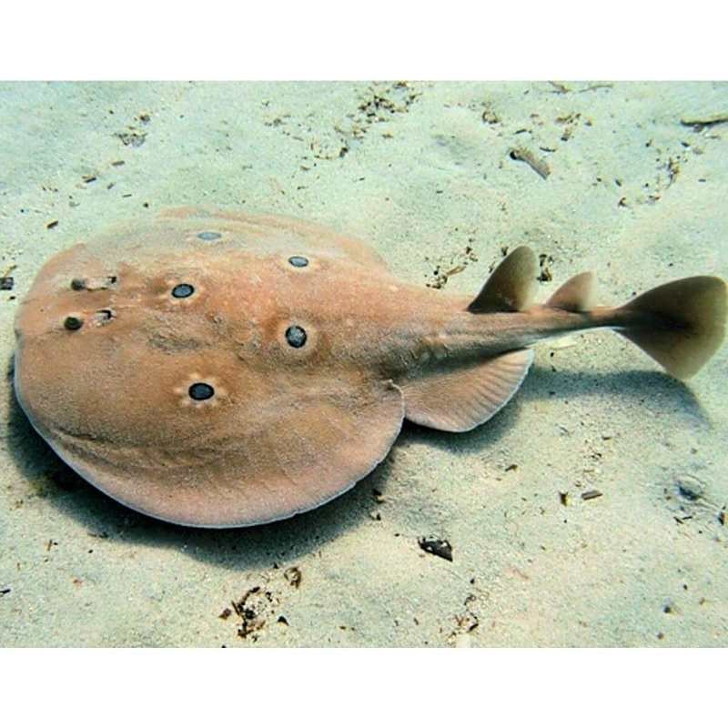 鰩魚