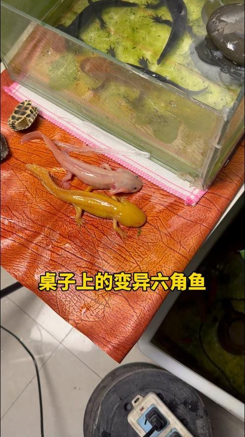 六角恐龍魚圖片大全大圖欣賞