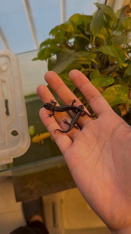 六角恐龍魚圖片大全大圖欣賞