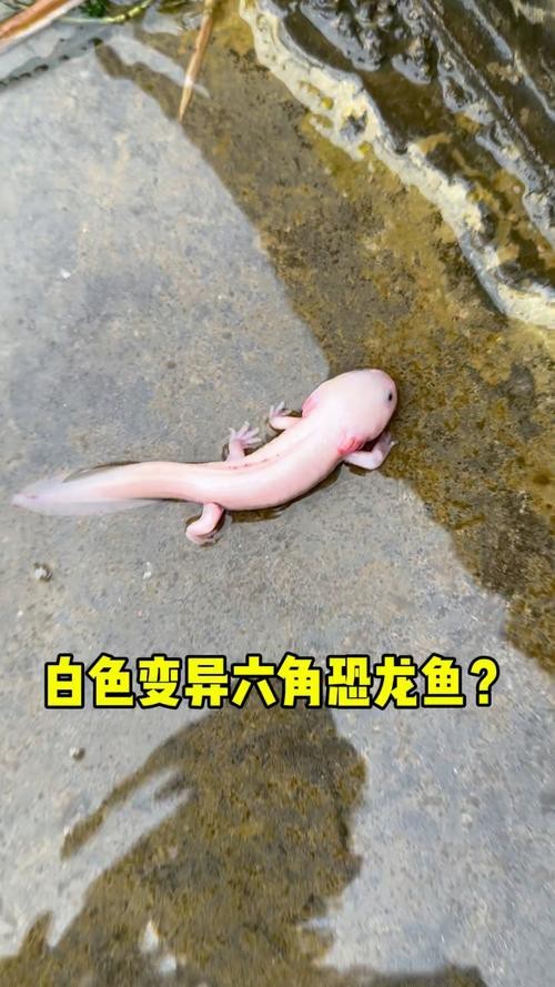 六角恐龍魚圖片大全大圖欣賞