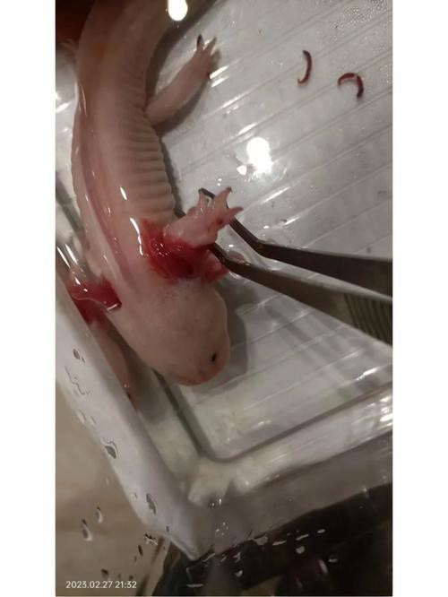 六角恐龍魚圖片大全大圖欣賞