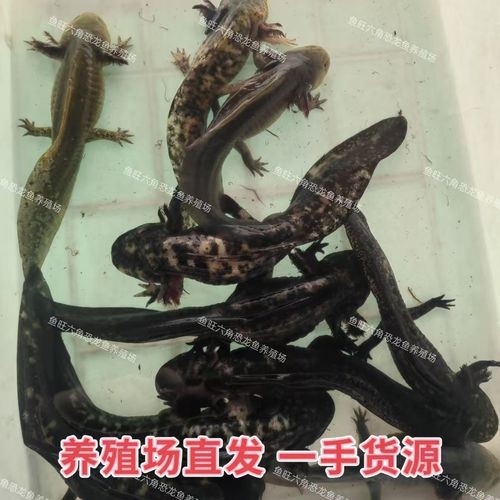 六角恐龍魚圖片大全大圖欣賞