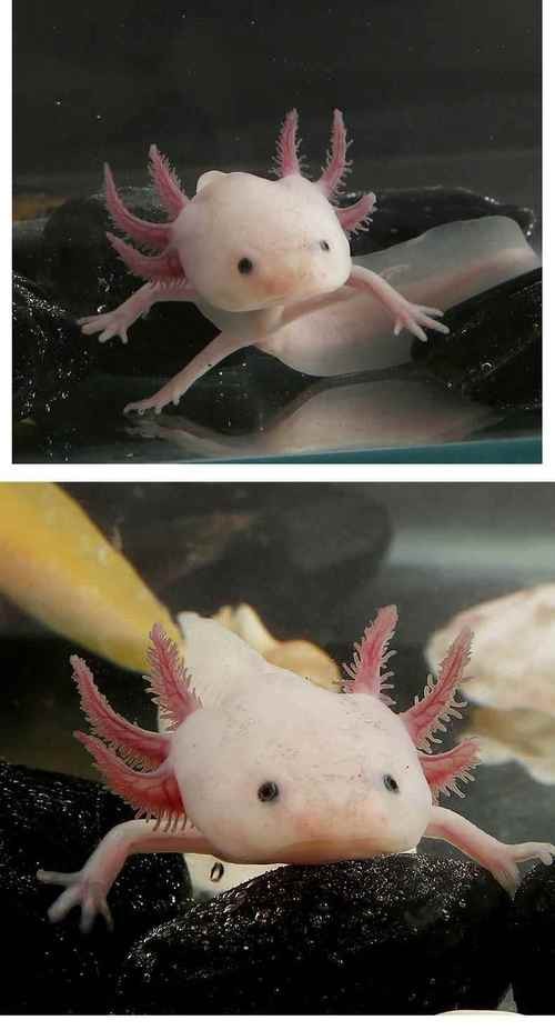 六角恐龍魚圖片大全大圖欣賞