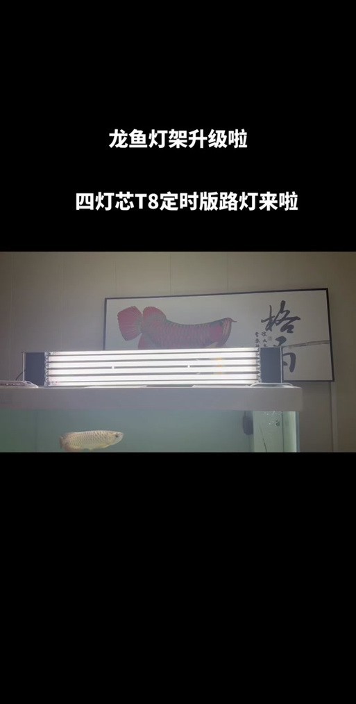 龍魚照明設備有哪些推薦品牌？