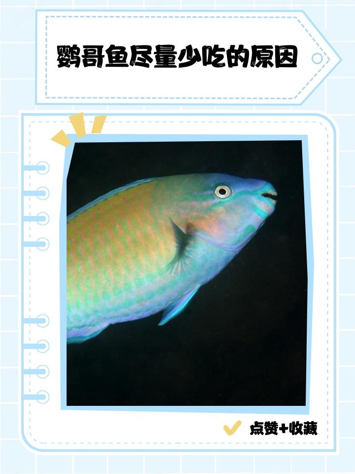 飛風(fēng)魚盡量少吃的原因