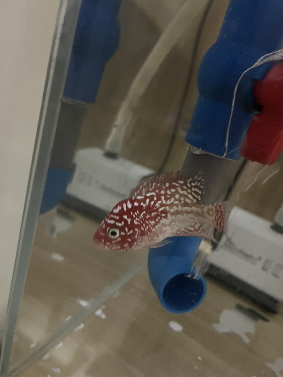 白眼火鳳羅漢魚 白眼火鳳羅漢魚 龍魚論壇 第1張
