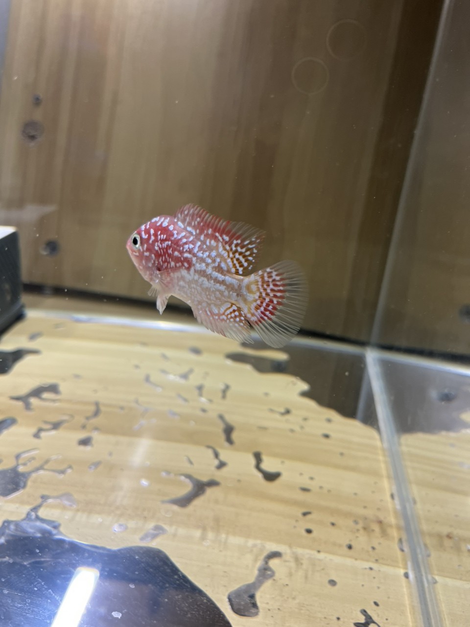 白眼火鳳羅漢魚 白眼火鳳羅漢魚 龍魚論壇 第2張