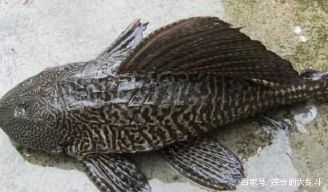 什么魚吃龍魚糞便:在魚缸中,龍魚的糞便不及時清理,可能會對水質造成影響 龍魚百科 第1張 什么魚吃龍魚糞便:在魚缸中,龍魚的糞便不及時清理,可能會對水質造成影響 什么魚吃龍魚糞便:在魚缸中,龍魚的糞便不及時清理,可能會對水質造成影響 龍魚百科 第1張