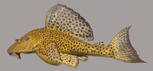 什么魚吃龍魚糞便：在魚缸中，龍魚的糞便不及時清理，可能會對水質造成影響 什么魚吃龍魚糞便：在魚缸中，龍魚的糞便不及時清理，可能會對水質造成影響 龍魚百科 第2張