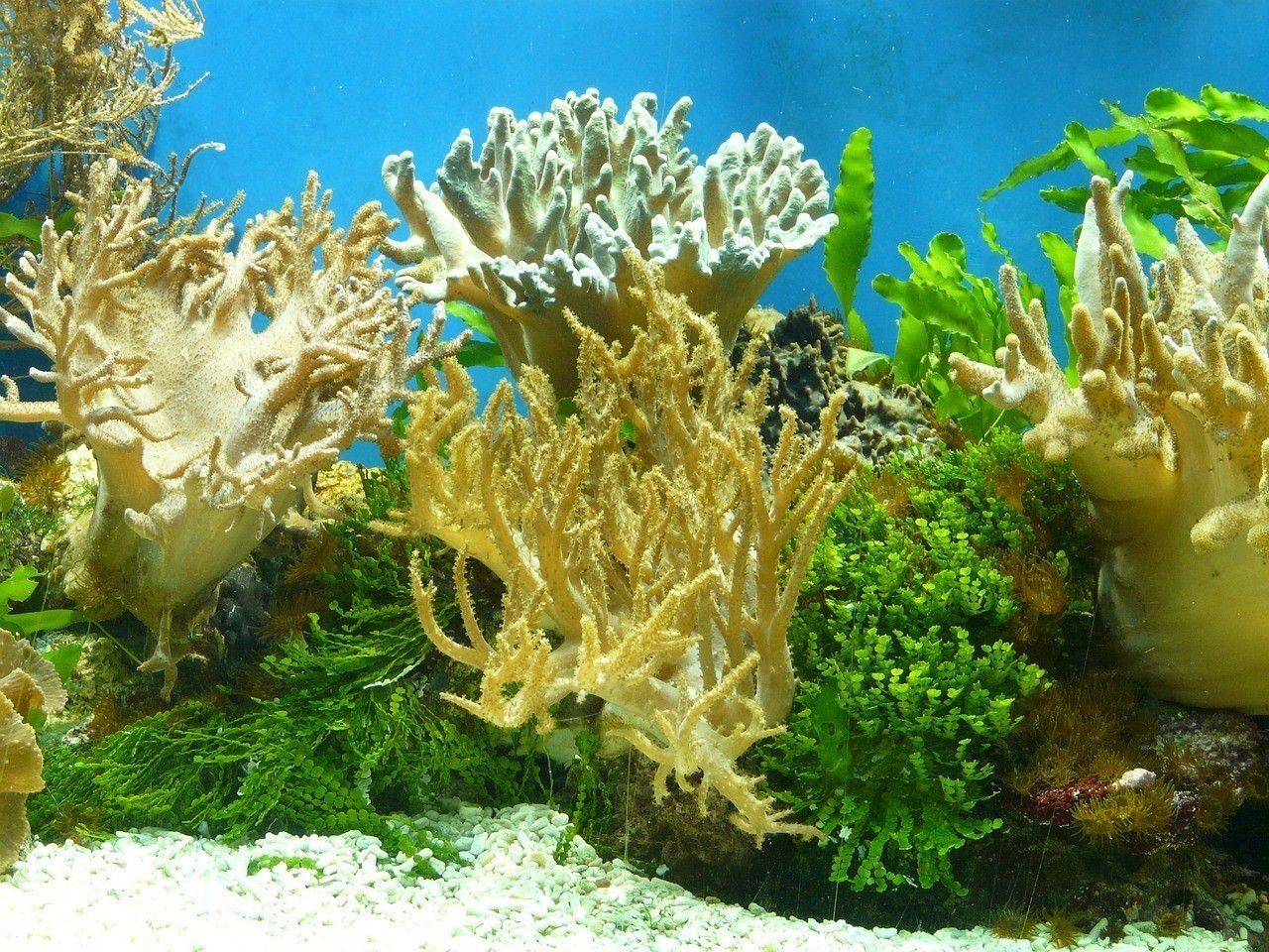 濟南市天橋區(qū)多彩水族商行（多彩水族館怎么樣）