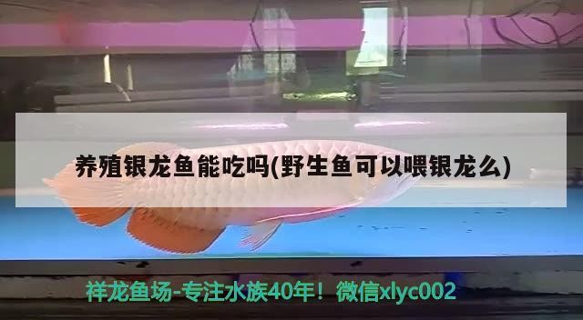 養(yǎng)殖銀龍魚(yú)能吃嗎(野生魚(yú)可以喂銀龍么)