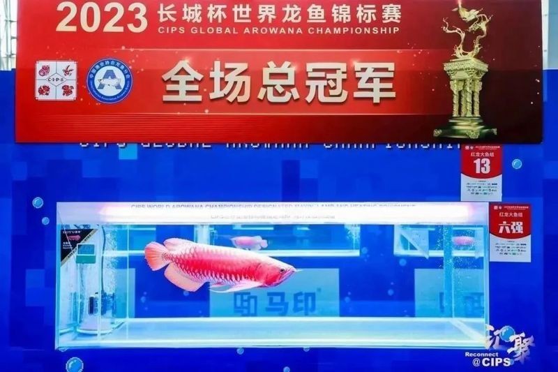 長城杯龍魚冠軍有證書嗎？