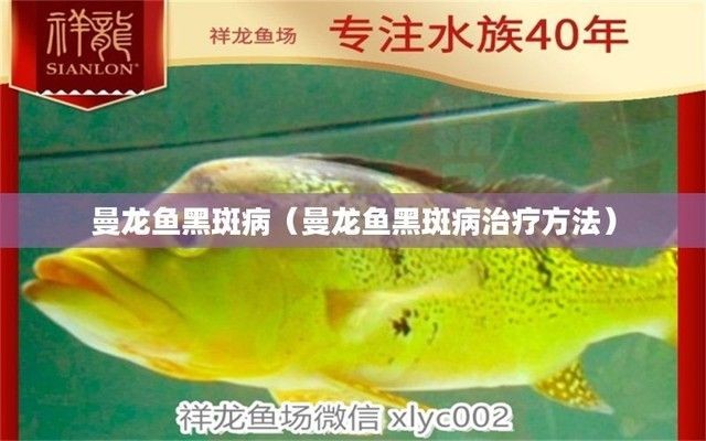 龍魚黑斑病（如何穩定龍魚養殖水質，龍魚黑斑病的自然治療方法）