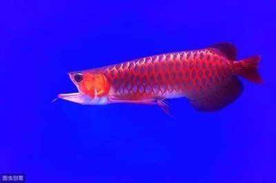 龍魚黑斑病（如何穩定龍魚養殖水質，龍魚黑斑病的自然治療方法）