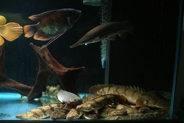 恐龍王魚(yú)品種間的價(jià)格差異，恐龍王魚(yú)品種間價(jià)格差異
