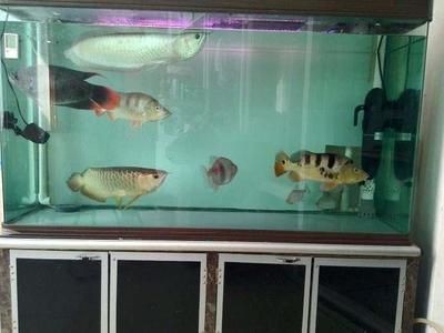 養(yǎng)龍魚魚缸要求多高最好（養(yǎng)龍魚的最佳尺寸是多少？）